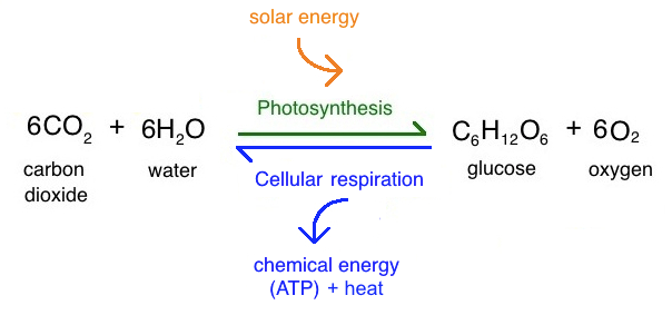 Plant process equation