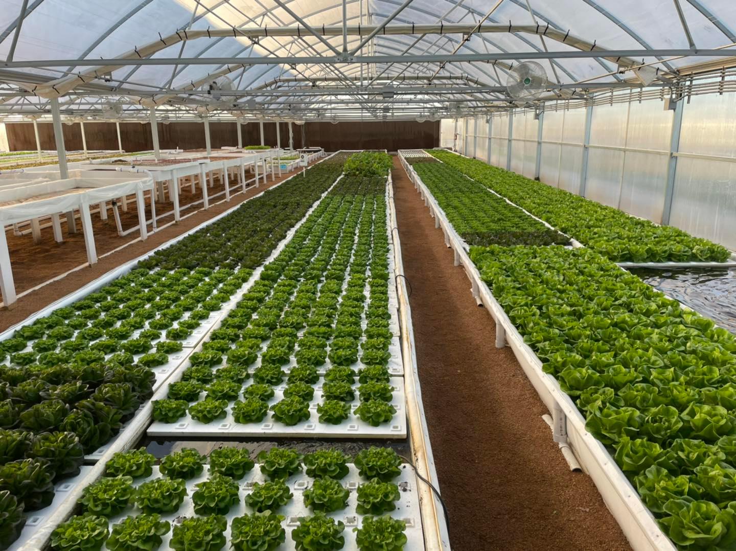 Lone Star Lettuce