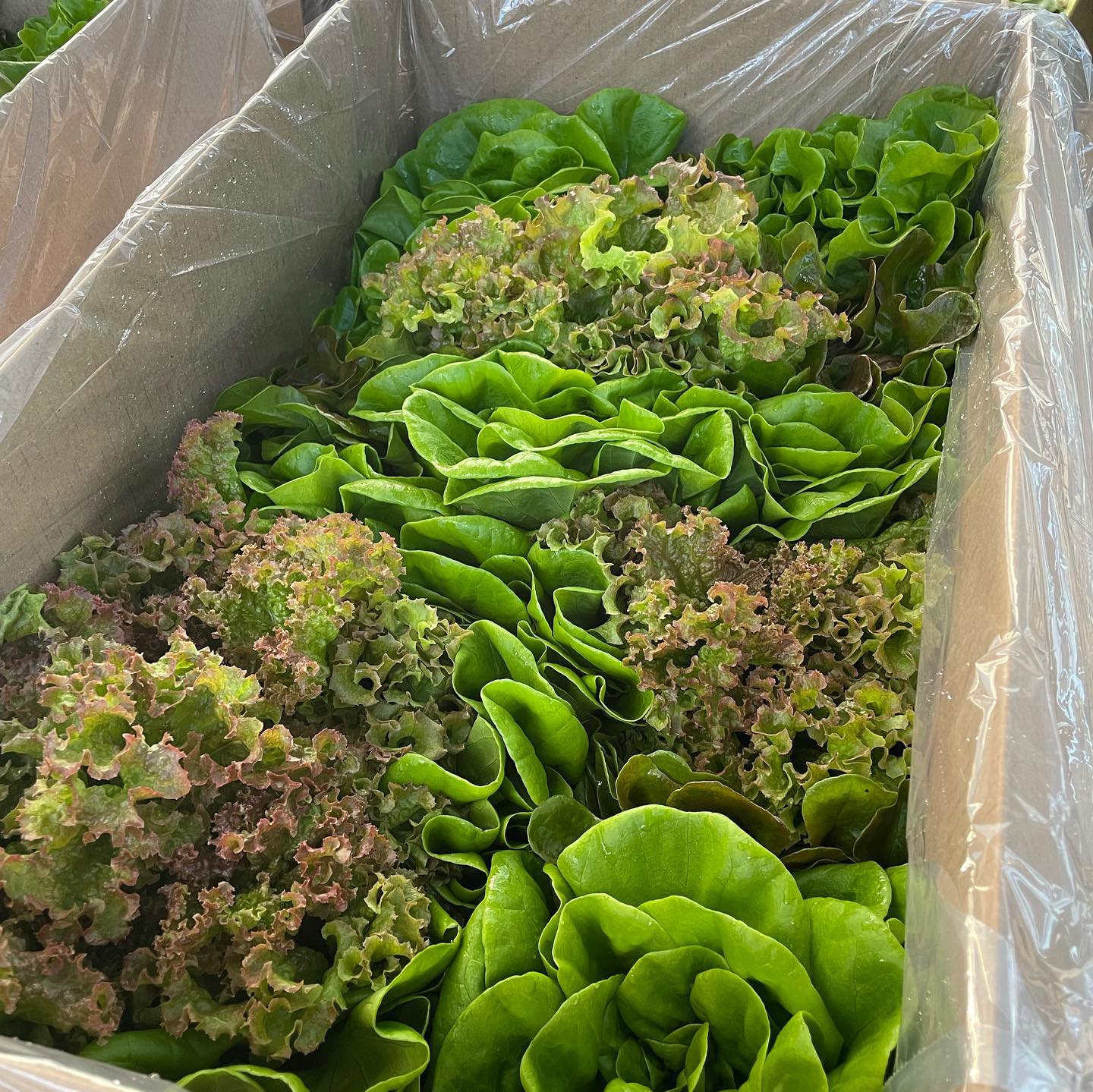 Lone Star Lettuce