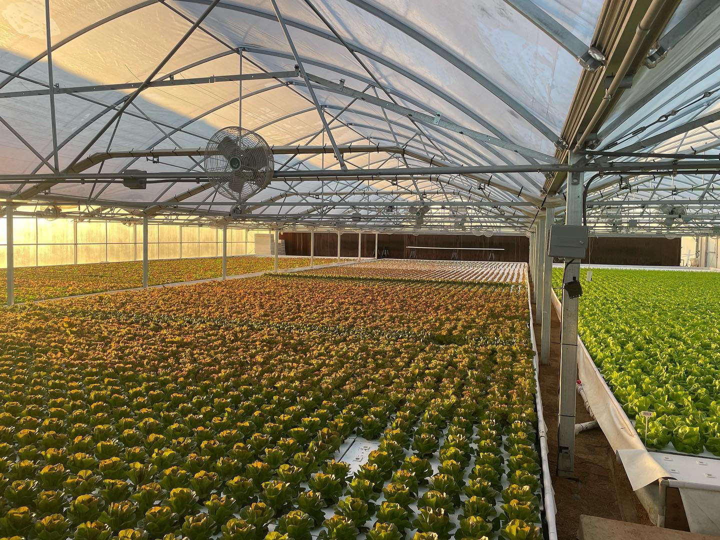 Lone Star Lettuce