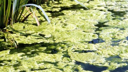 Summer algae in lake
