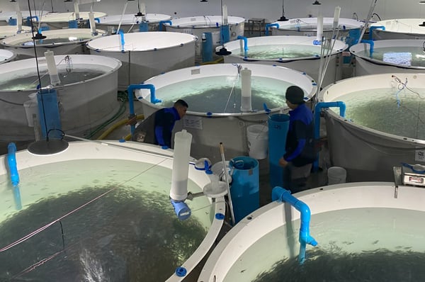 Cermaq Rio Pescado 1-1