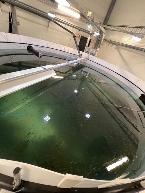 Lødingen Fisk RAS Norway 4-jpeg