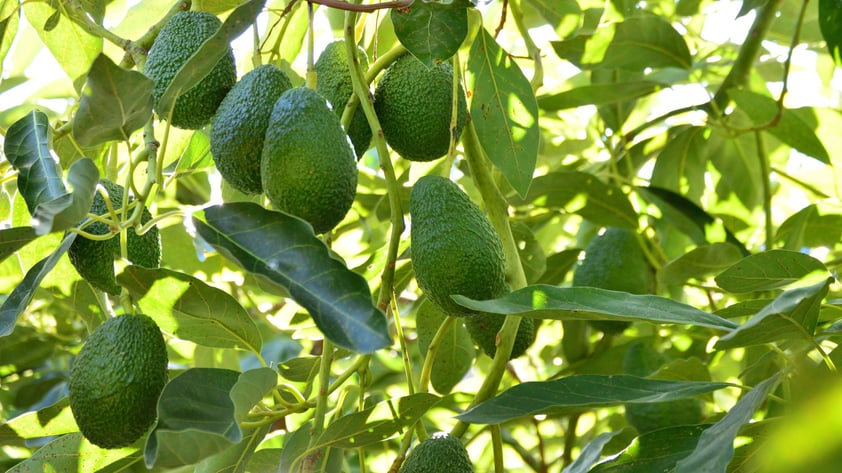 Árboles de aguacate