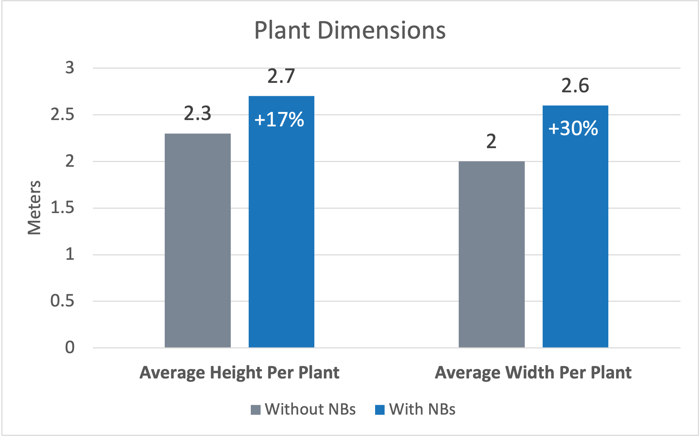 Avocado Plant Dimensions