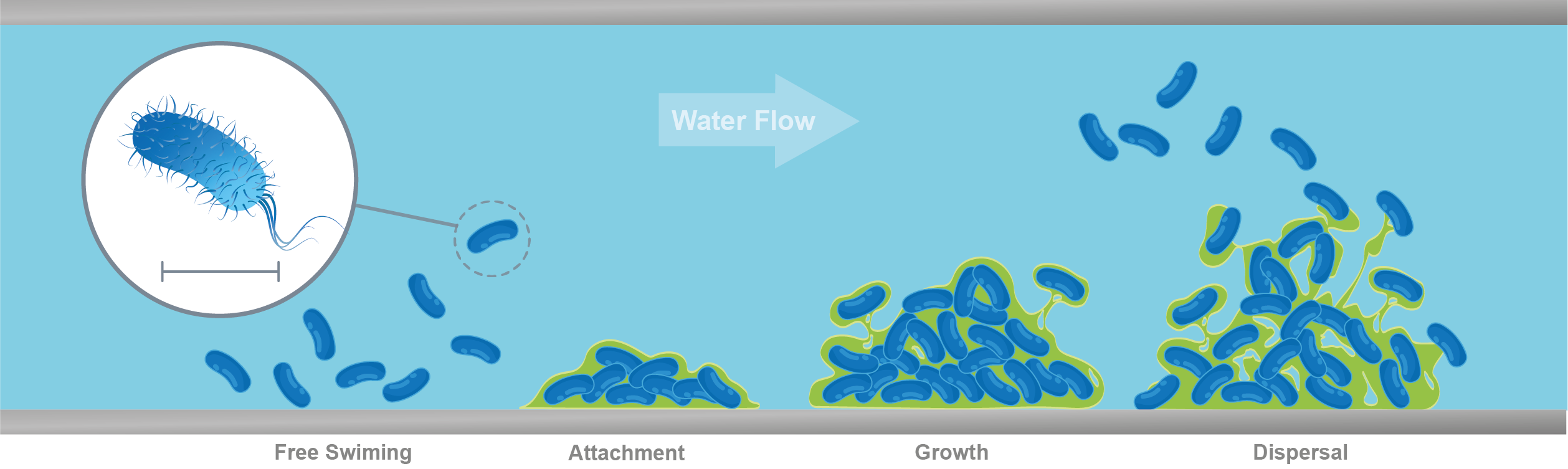 Biofilm Life Stages