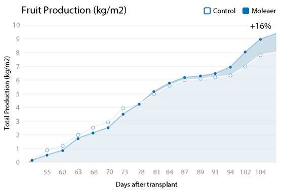 Biosabor Cucumber - Fruit Production Graph