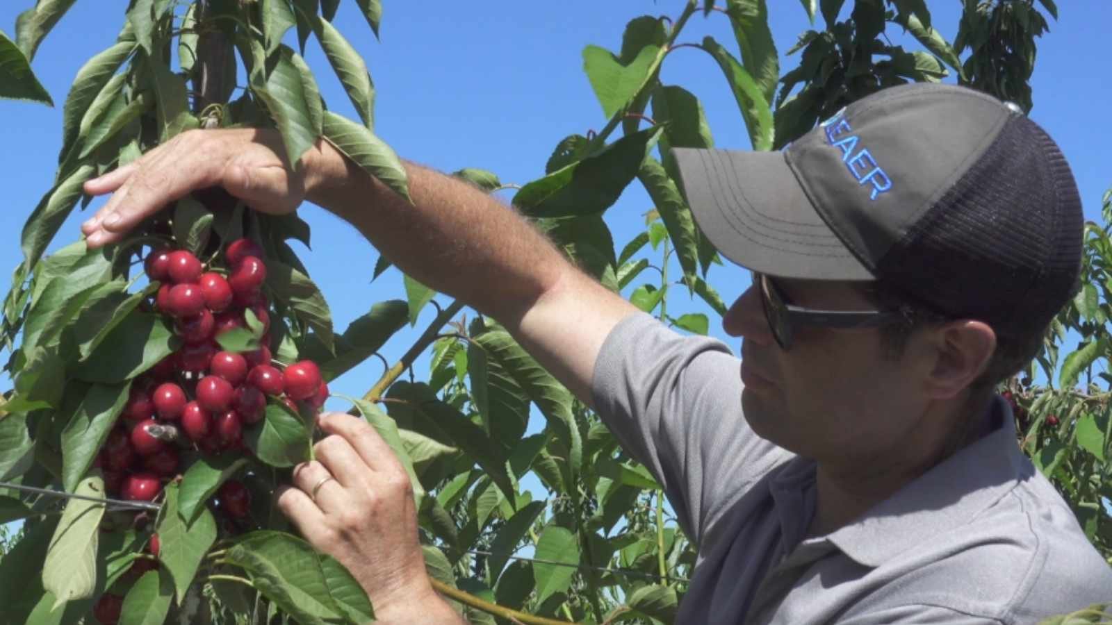 Finca de cerezas regada con agua enriquecida con nanoburbujas