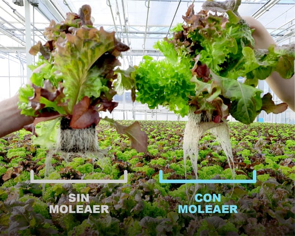 Con y Sin Moleaer Raices Artboard 19 - Light Blue-100