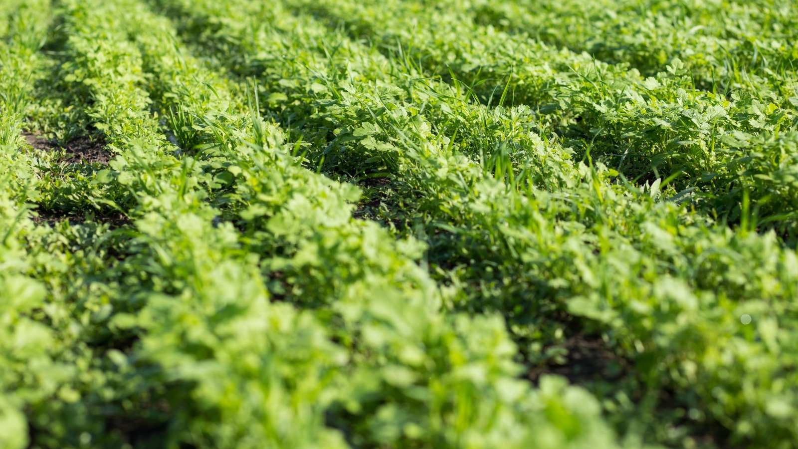 Cover Crops on a farm for regenerative agriculture