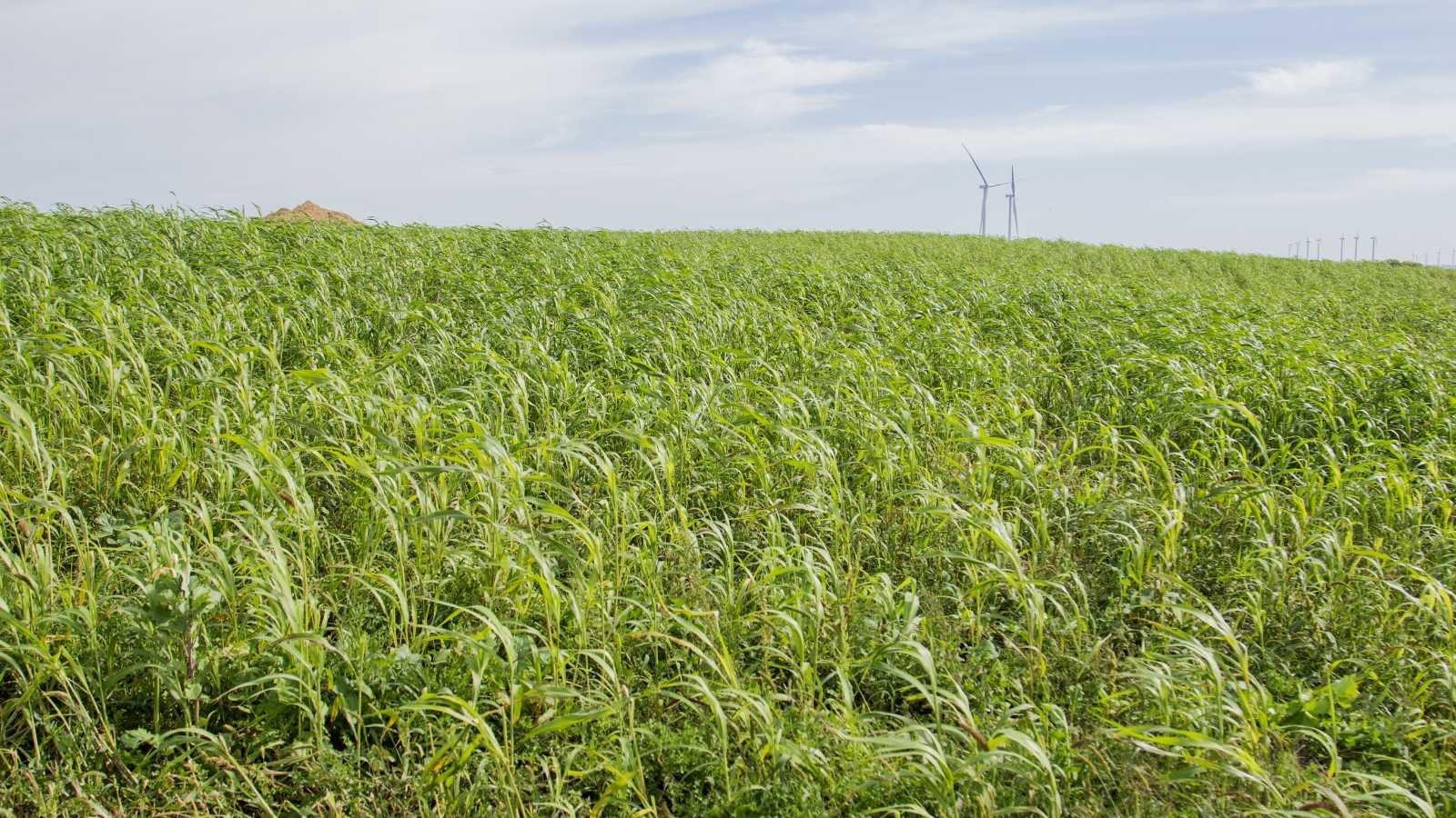 Cover cropping reduces mono-crops that can negatively impact land use