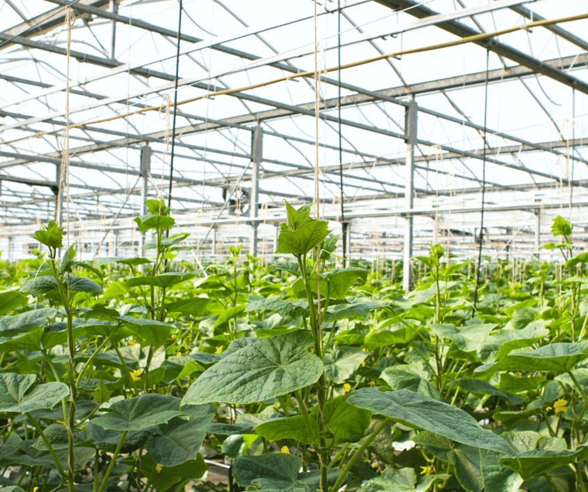 Cucumber greenhouse cultivation large-scale production