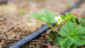 Drip Irrigation Biofilm Removal