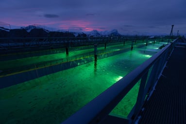 Gigantesalmon2-1068x712