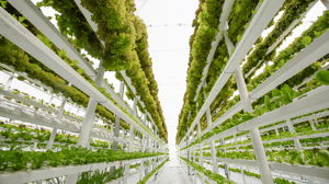 Greenhouse Vertical