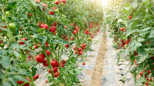 Greenhouse tomatoes-1