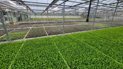 Harster Greenhouses African Violets