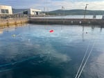 Two Aquaculture Producers Improve Holding Operations With Nanobubbles