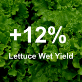 Increase Lettuce Yield