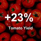 Incremento de la producción de tomate