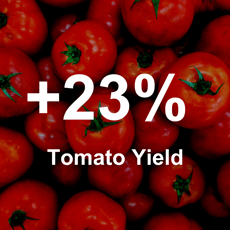 Nanobubbles improve organic greenhouse tomato yield by 23%