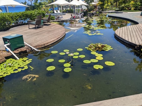 Kingfisher Installed in Koi Pond at Westin Hapuna