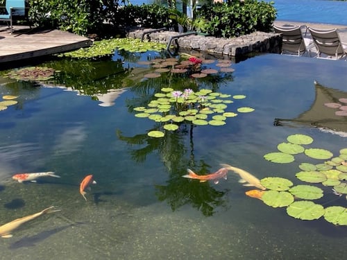 Kingfisher Installed in Koi Pond at Westin Hapuna