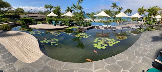 Kingfisher Installed in Koi Pond at Westin Hapuna