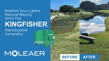 Kingfisher Lake and Pond Video