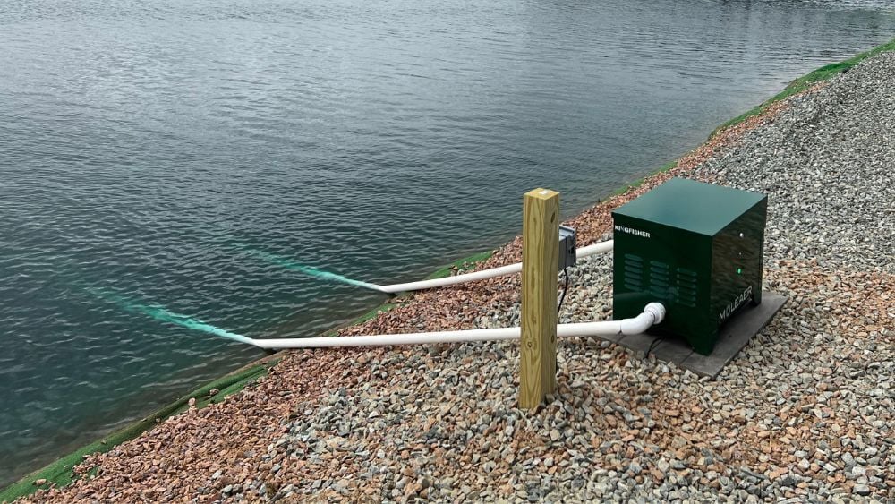 Kingfisher on Reservoir