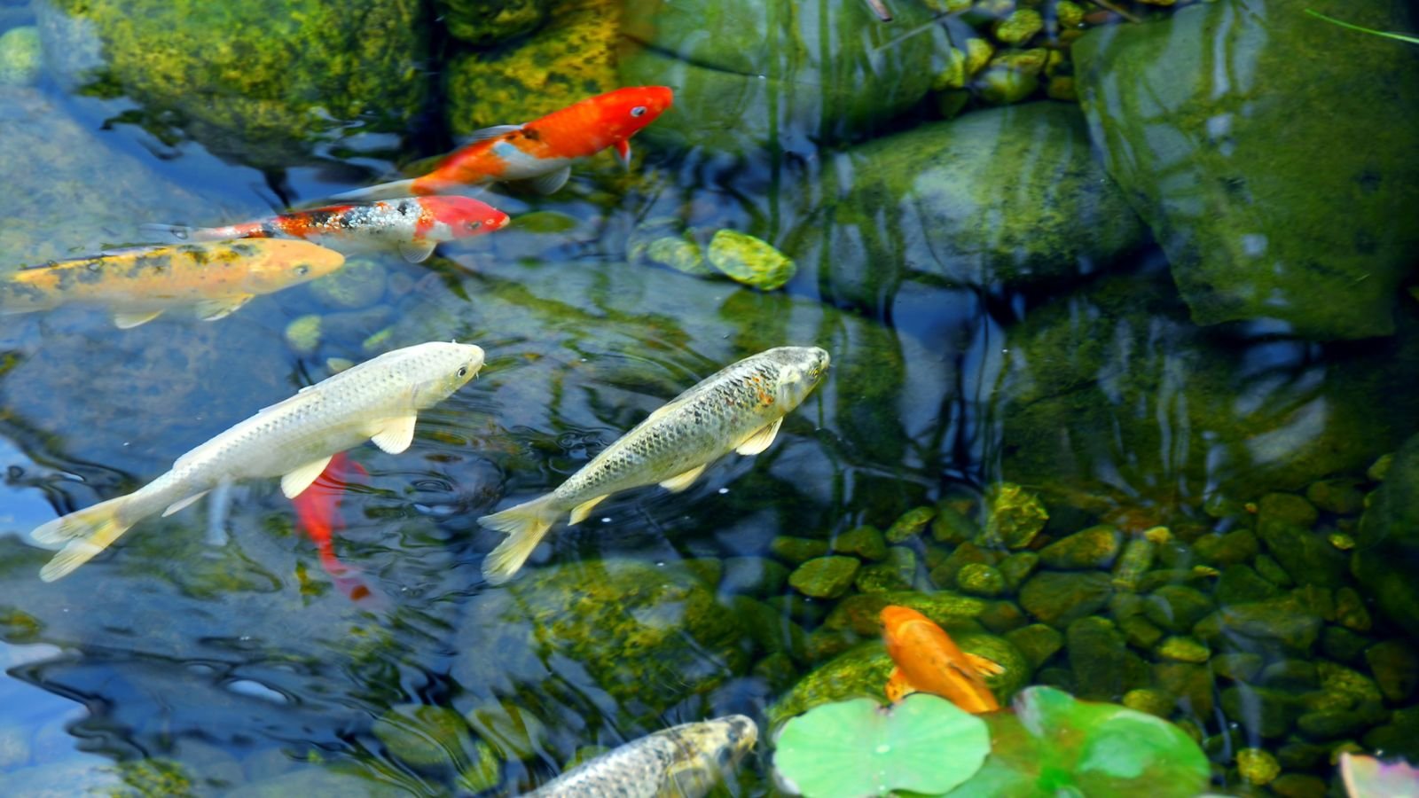 Koi Fish in clear pond