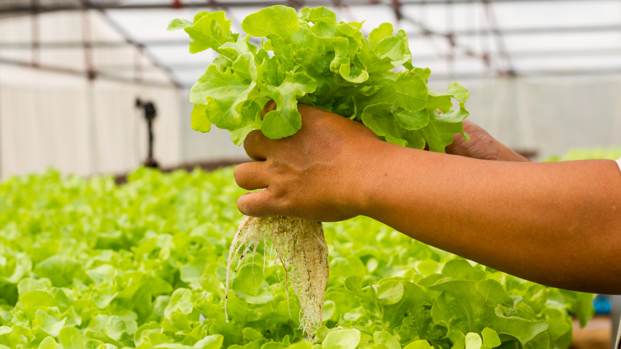 holding lettuce crop with healthy roots