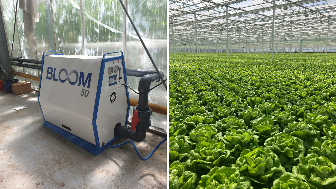 bloom nanobubble generator lettuce crops in greenhouse