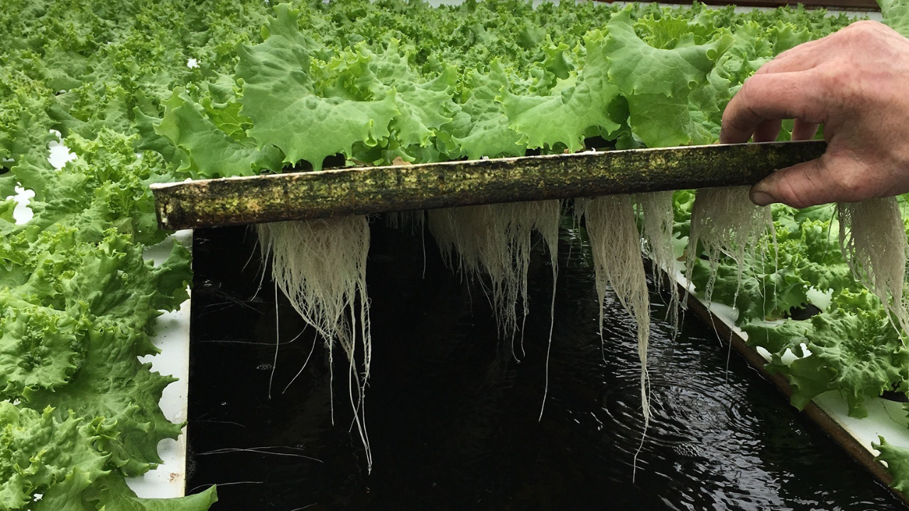 healthy root growth lettuce hydroponics