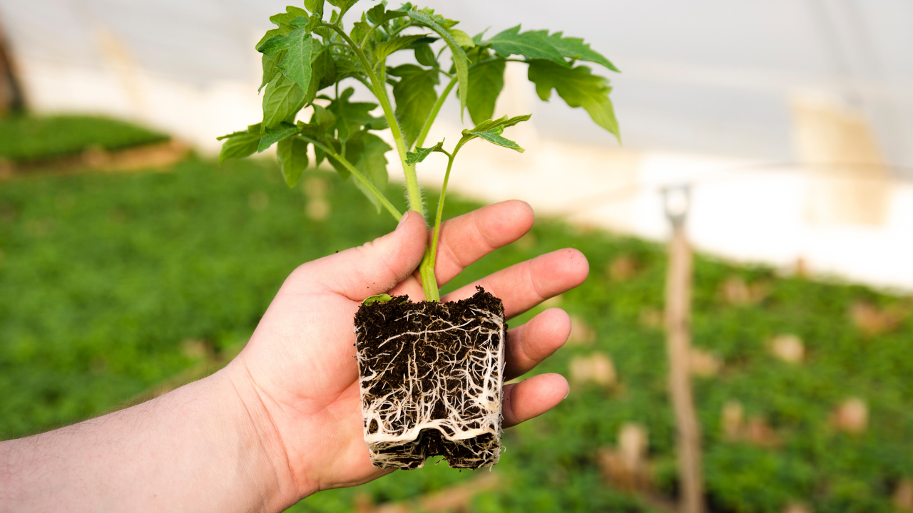 healthy plant roots tomato plant greenhouse