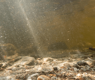 Lake Bottom Oxyge