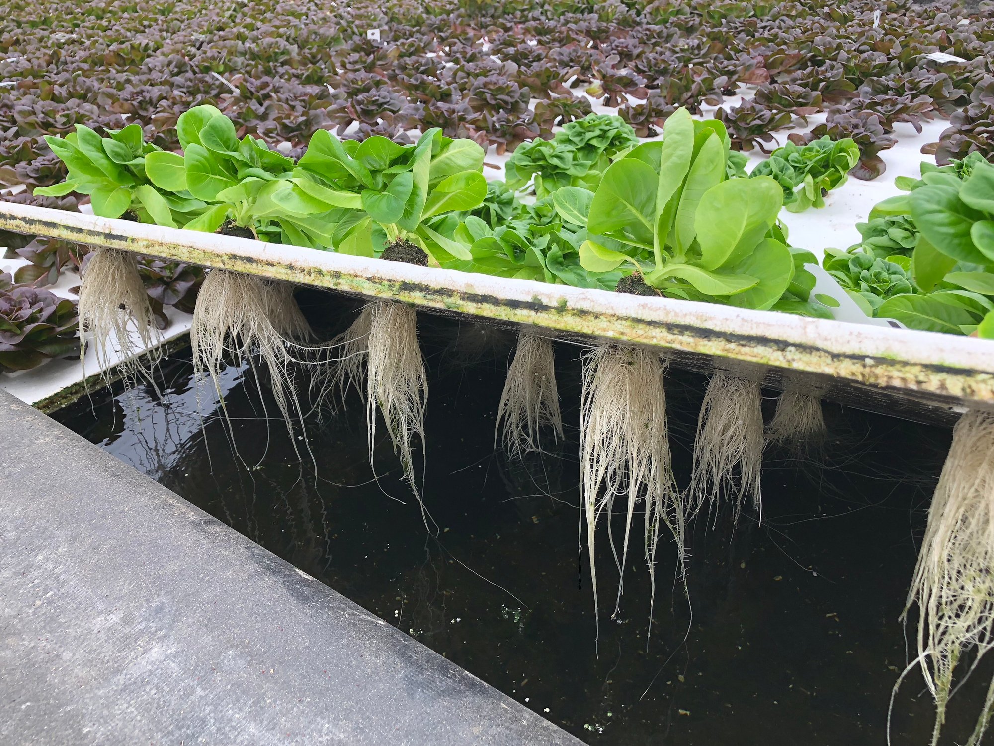 Leafy Green Roots - Rocky Mountain Fresh