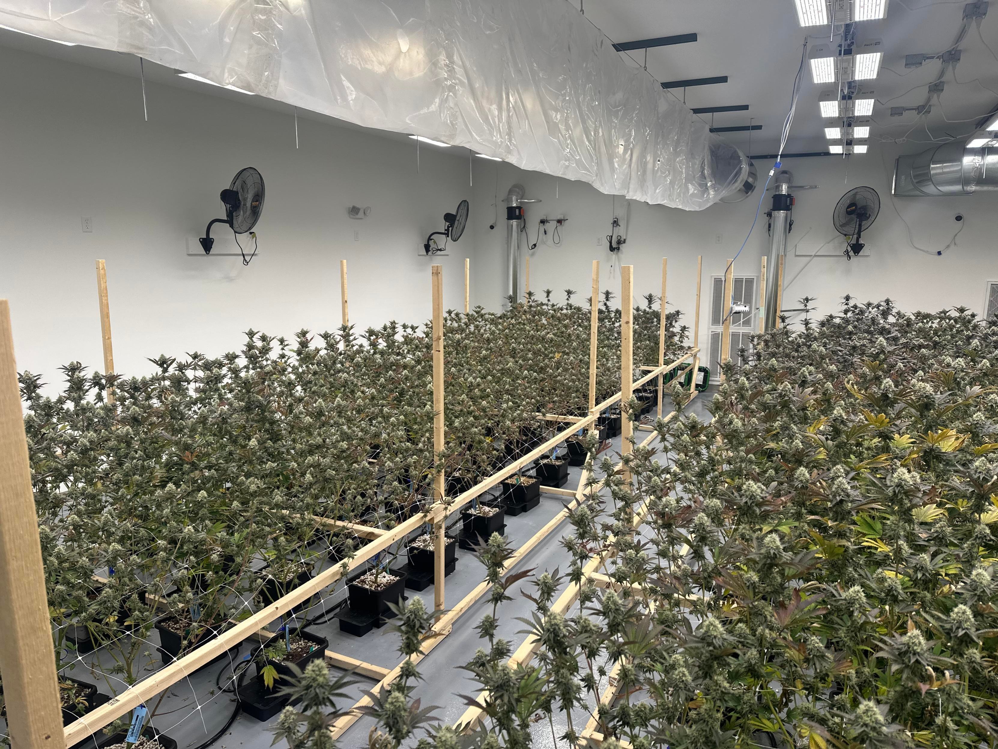 MI Flower's cannabis crop before nanobubbles