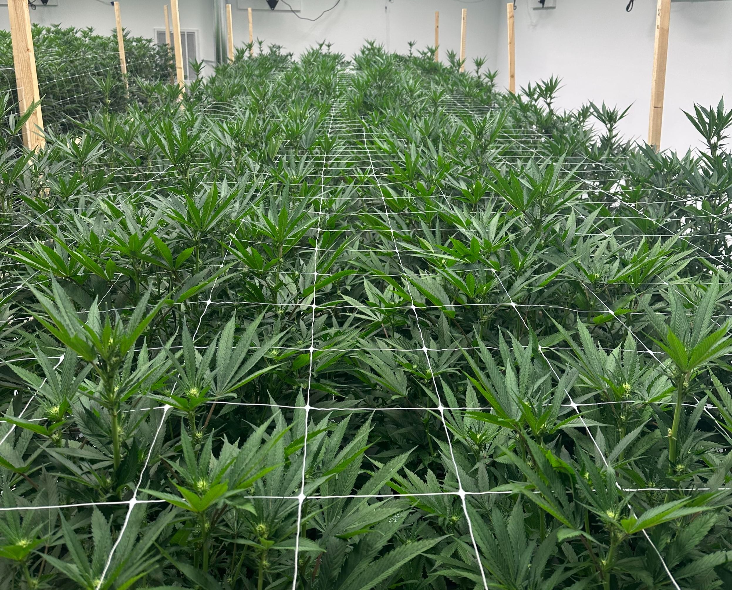 MI Flower cannabis after nanobubbles-1