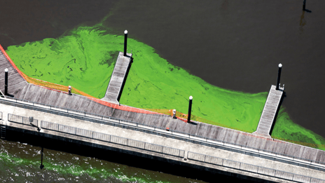 Marina Harmful Algae Blooms