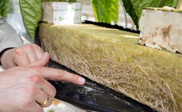 Moleaer advertorial editie juni 2024 (004)