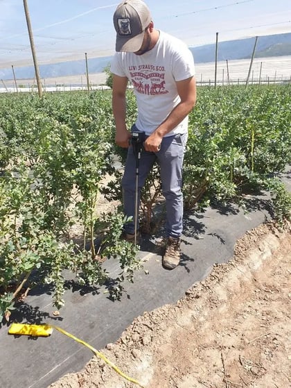 Reducing Soil Compaction to Boost Blueberry Growth