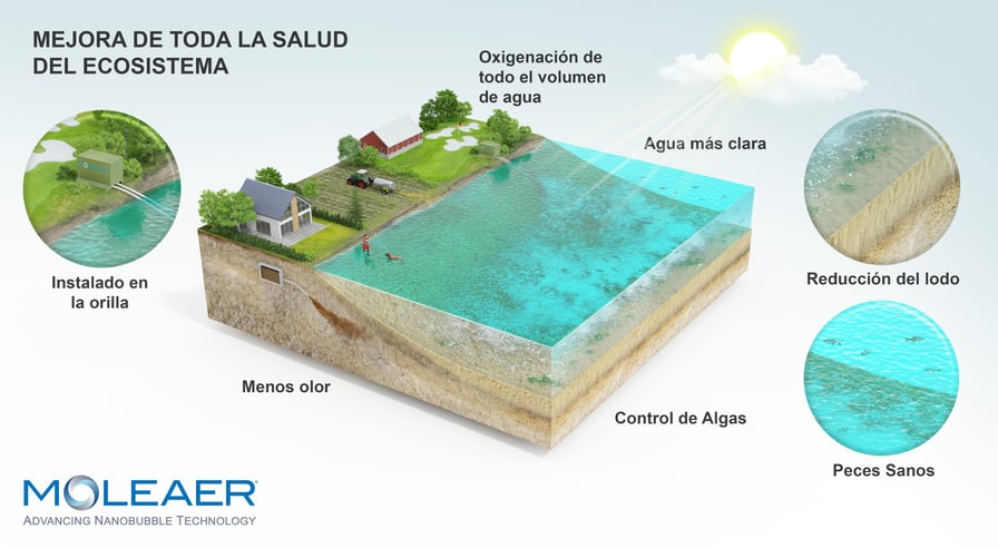 Ecosistema de un lago