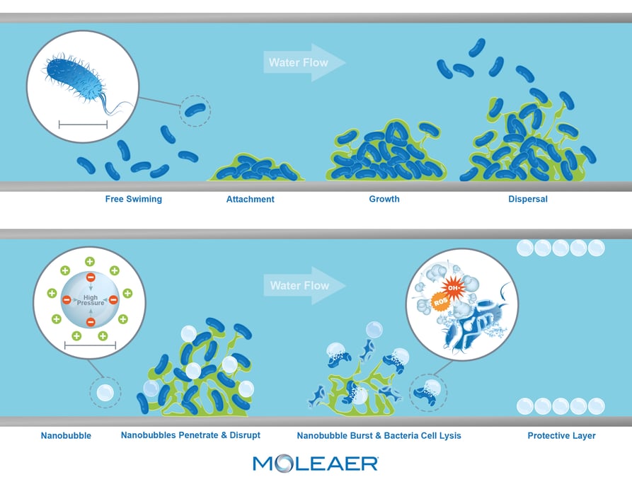 Nanobubbles reduce and prevent biofilm from irrigation systems