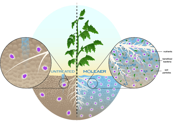 Nanobubbles improve nutrient uptake efficiency, water distribution uniformity, resulting in healthier outdoor and greenhouse tomato crops