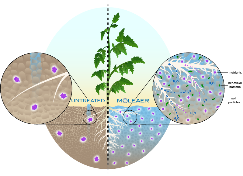 Nanobubbles improve root development and plant health through soil structure improvements