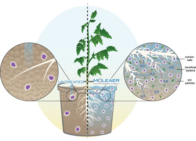 Plant in Soil Substrate - Gray Pot with Soil