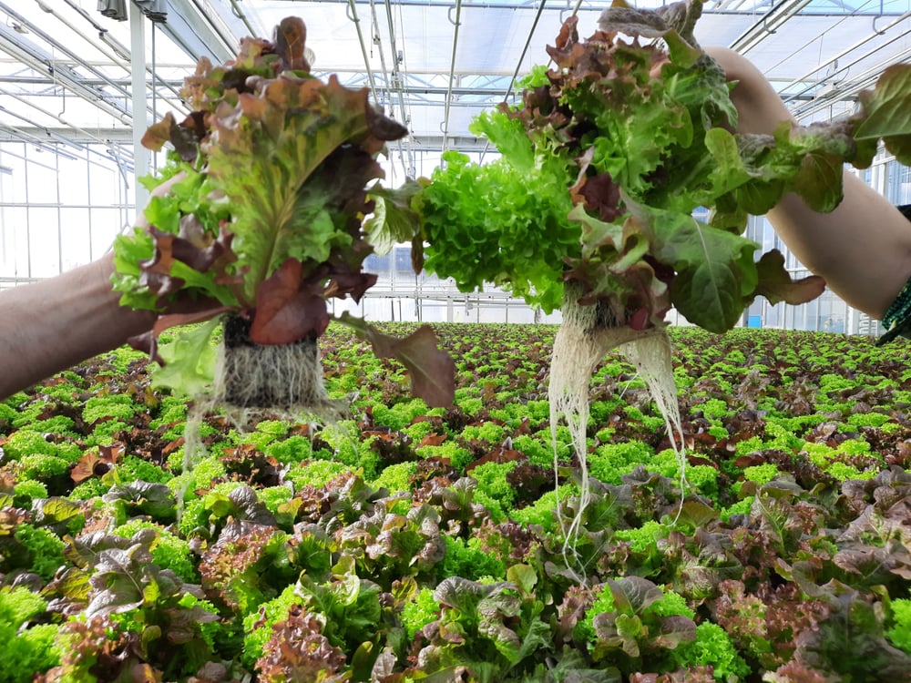 Plants held up to show their roots in a greenhouse with more plants in the background