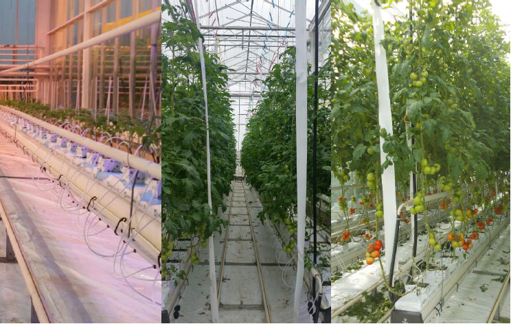 Proefstation nanobubble greenhouse technology for tomatoes
