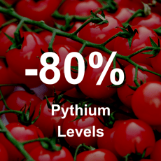 Nanobubbles reduce Pythium disease levels in tomatoes by up to 80%